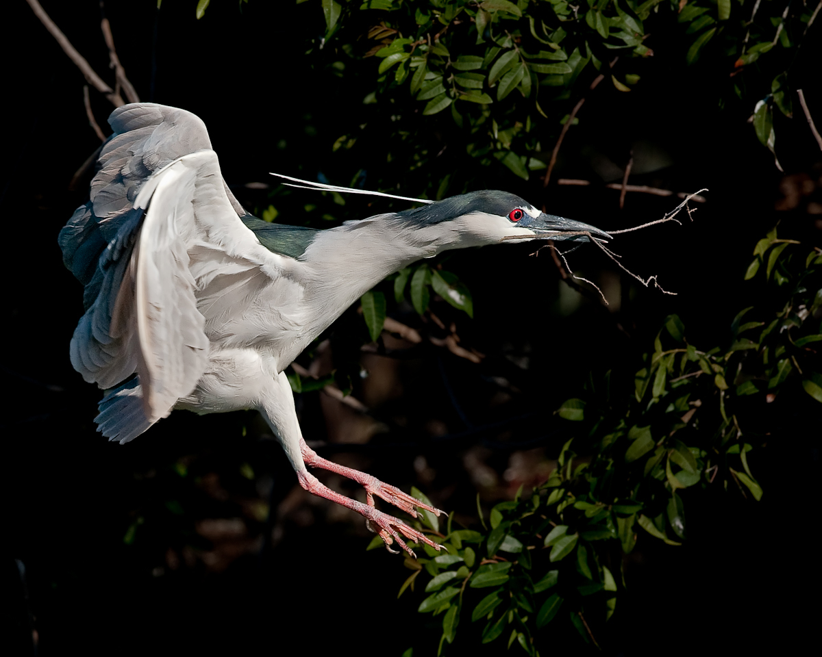 Black-crowned Nt Heron
