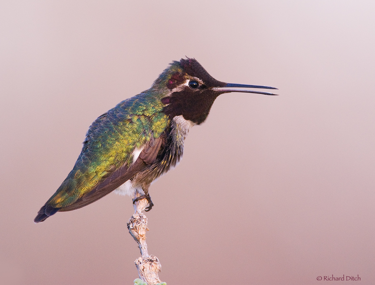 Anna's Hummingbird