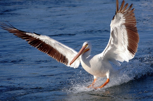 Pelican