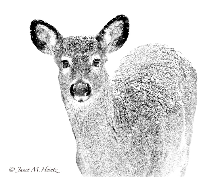 Deer covered with snow