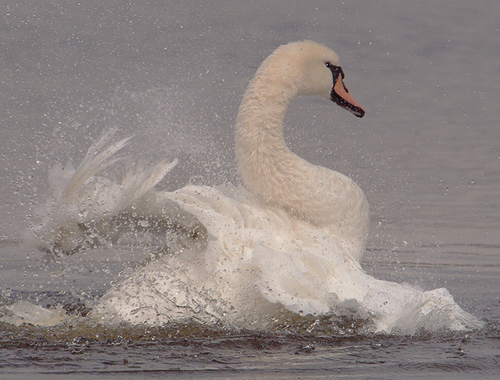 A Splash of Beauty