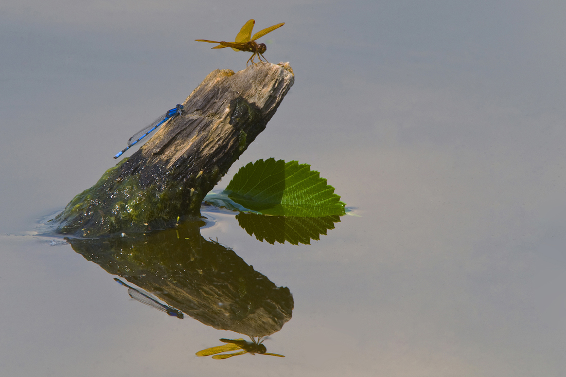 Dynamic Equilibrium