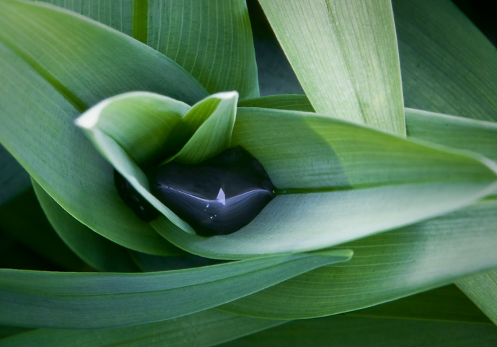 Green Leaves