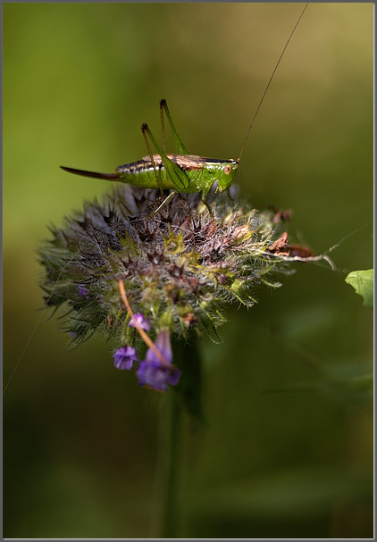 A meadow katydid