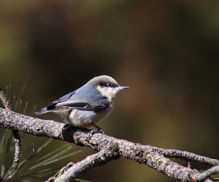 Pigmy Nuthatch