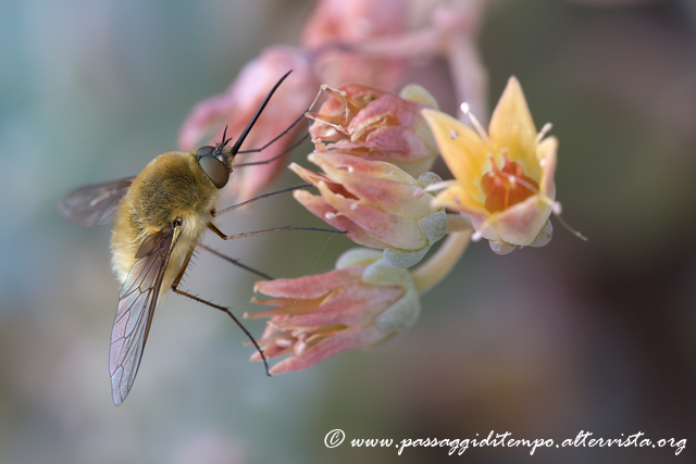 Bombylius