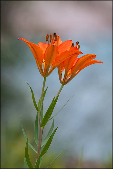 Wood Lily