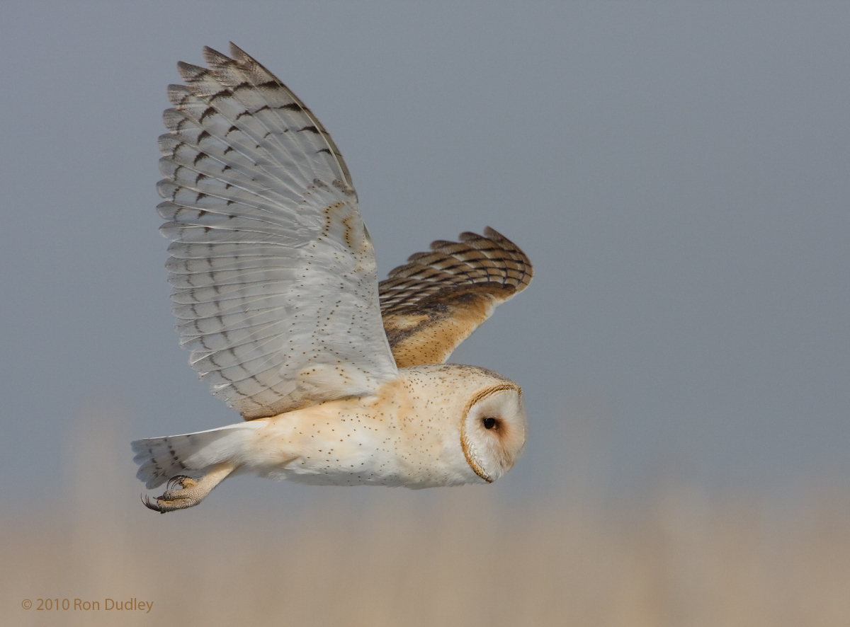 Barn Owl