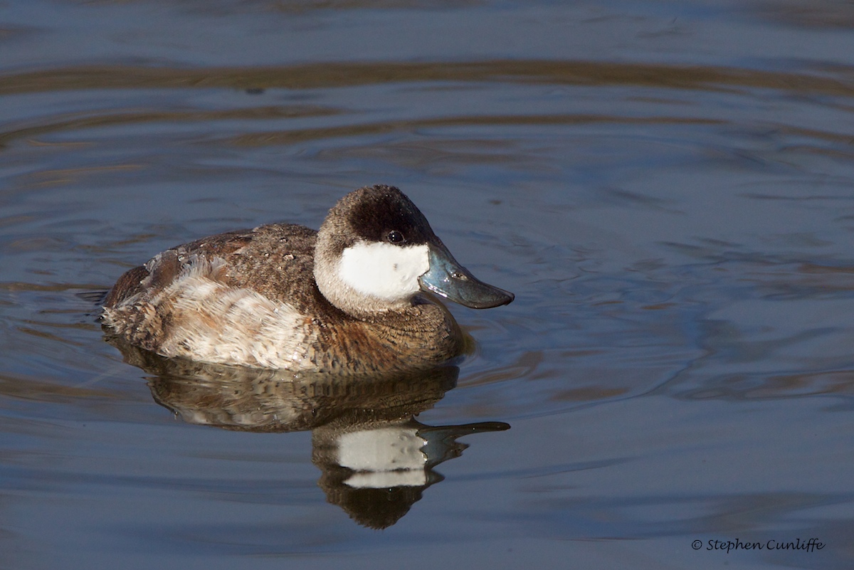 Ruddy Duck