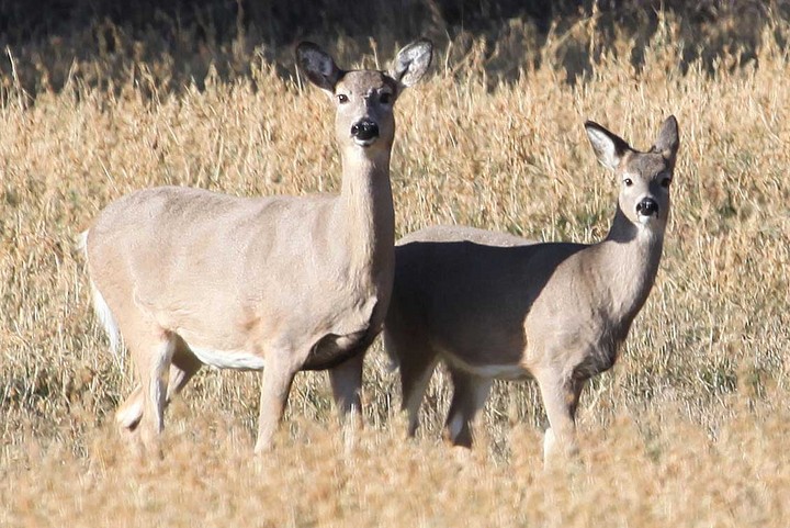 Whitetail deer