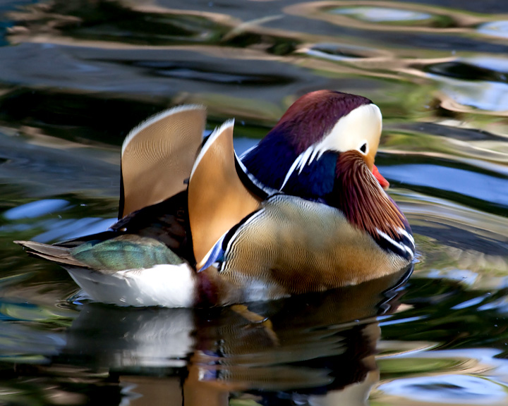 Mandarin In Camouflage