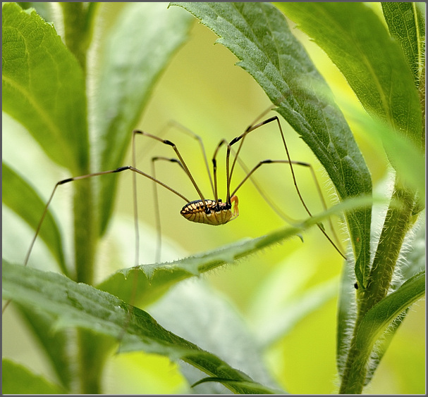 Harvestman