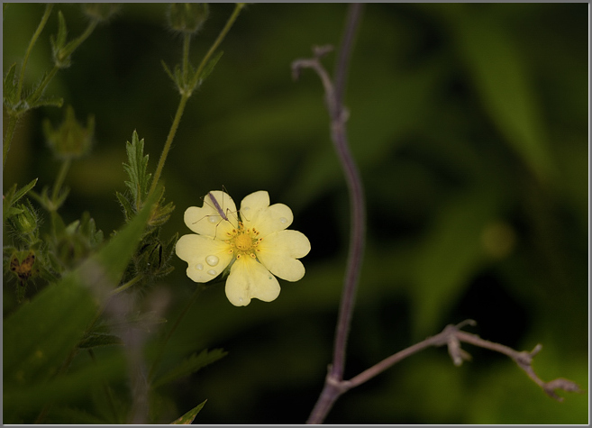 Rough-fruited cinquefoil