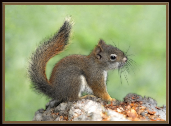 Squirrel kit