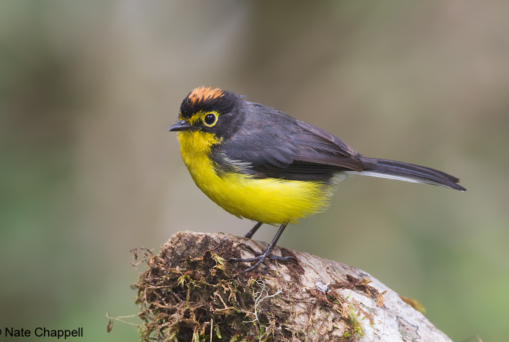 Spectacled Whitestart