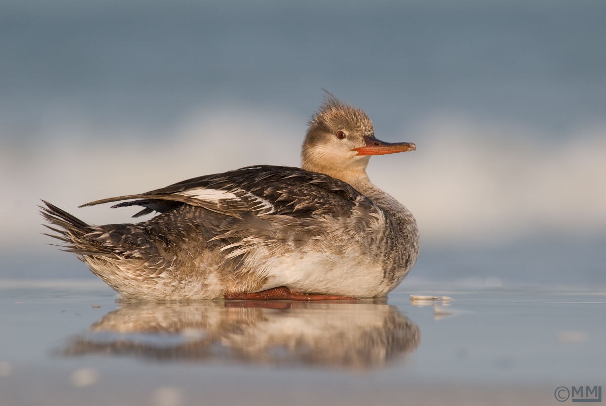 Red-breasted Merganser 