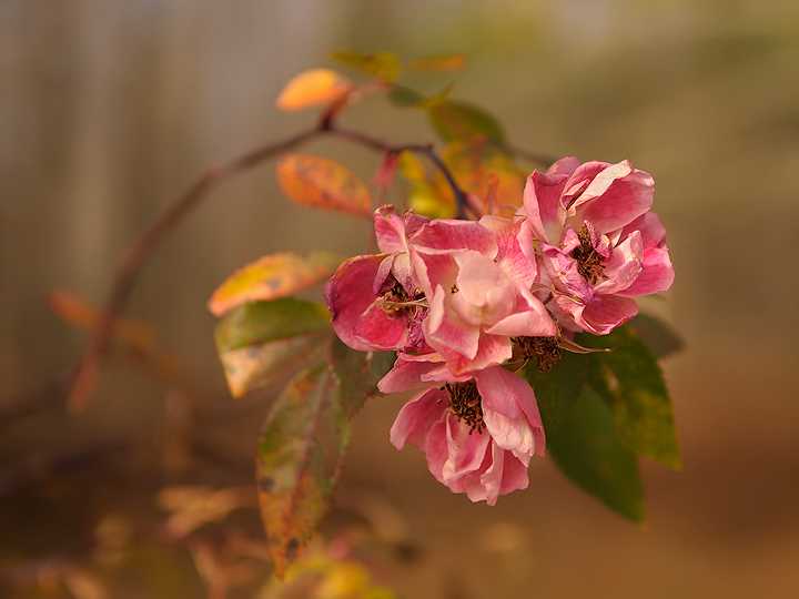 Last Climbing Rose