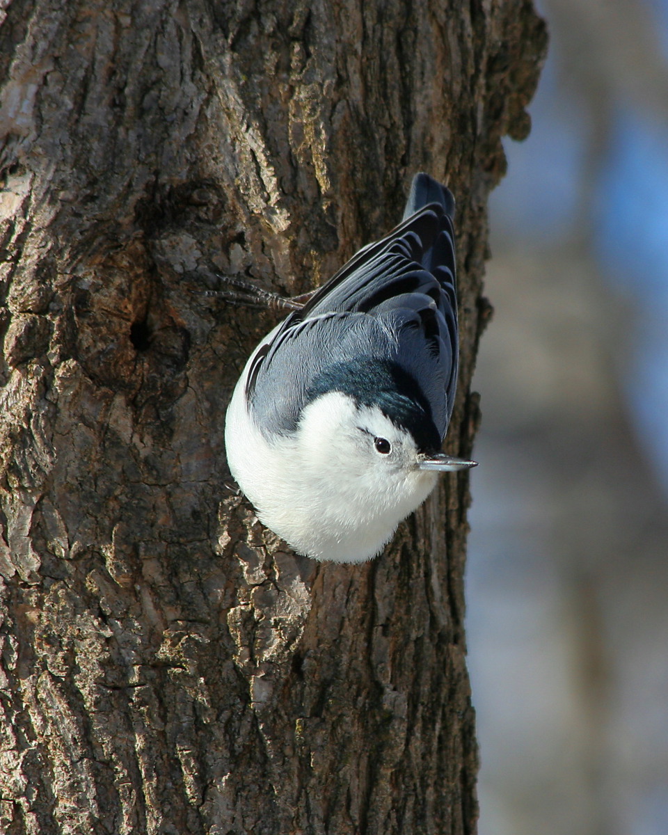 White-breasted Nuthatch