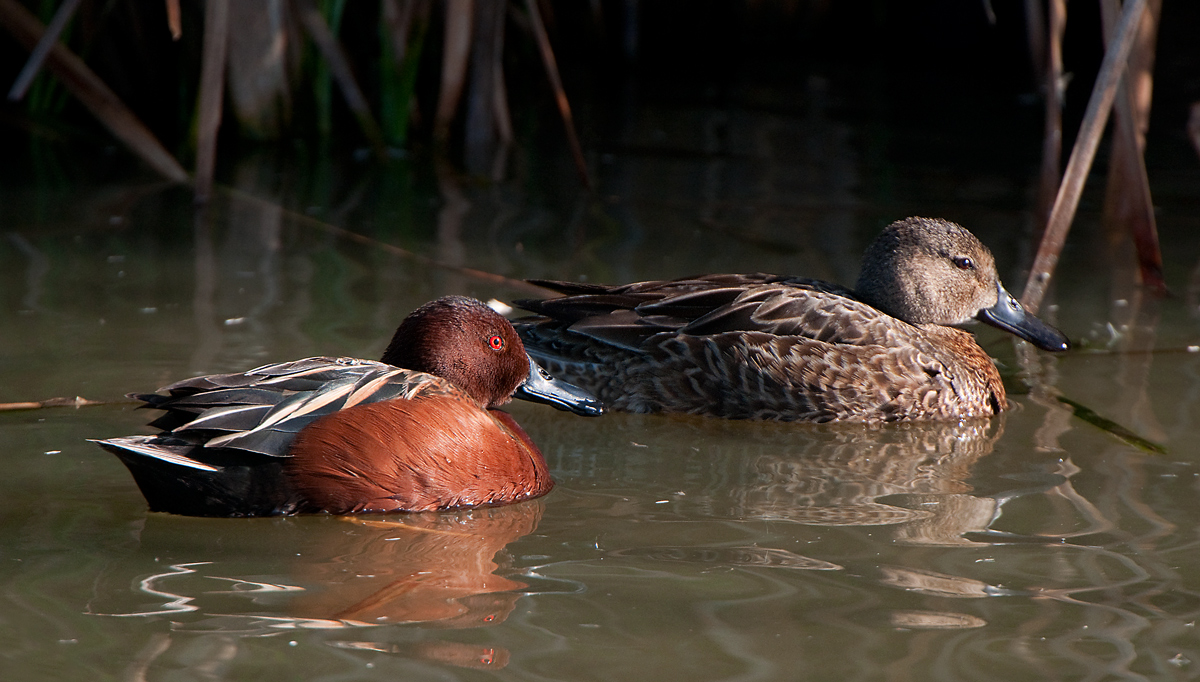 Cinnamon Teal Pair