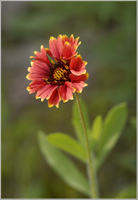 Indian Blanket