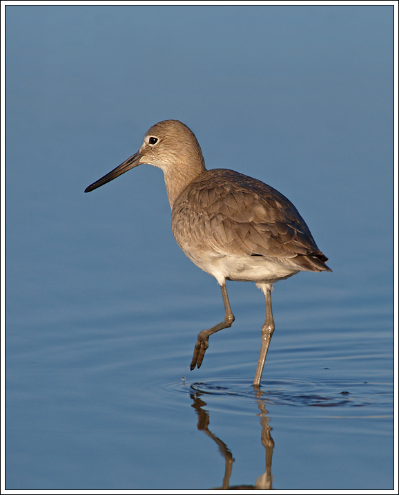 A Shy Willet