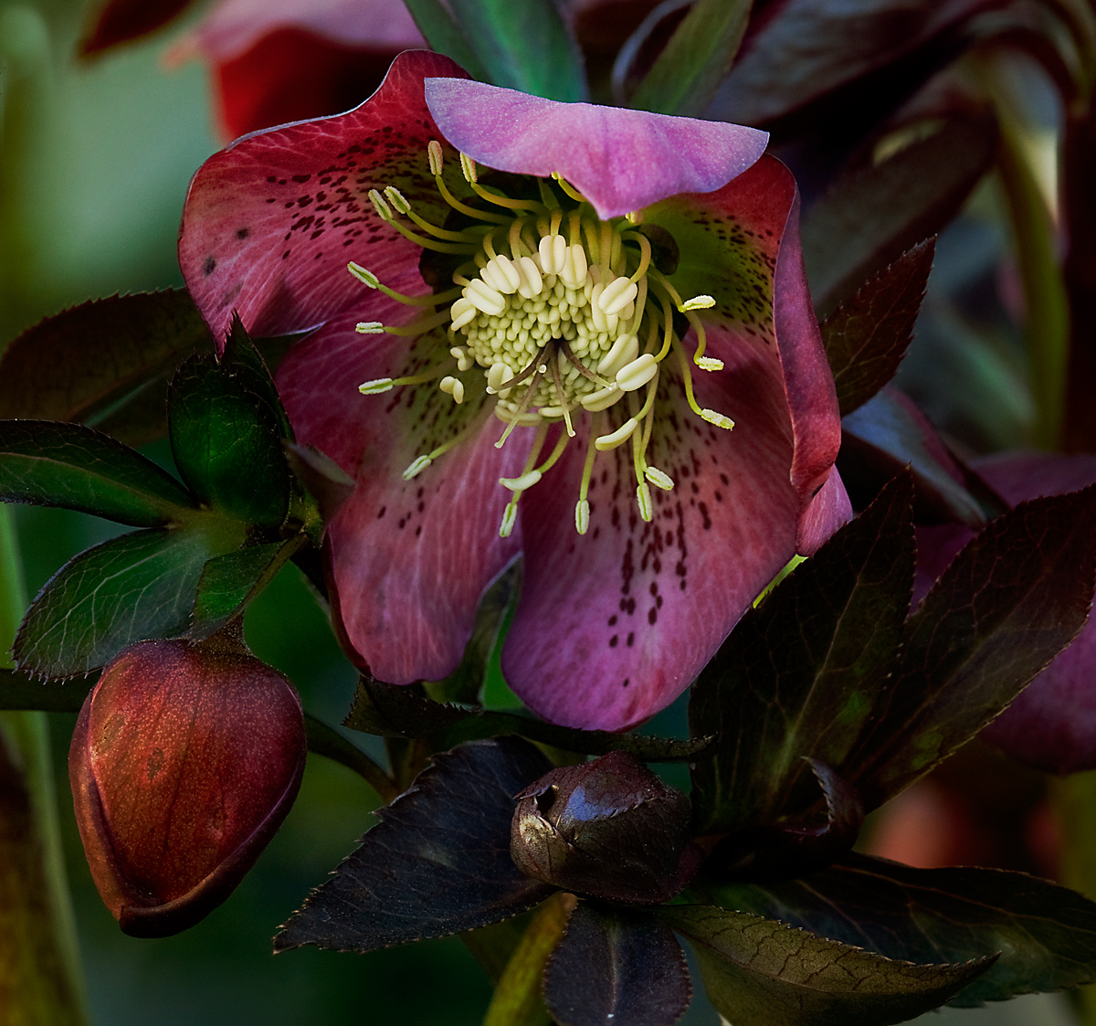 Hellebore