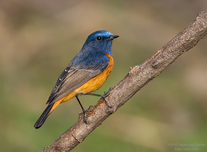 Blue-fronted Redstart
