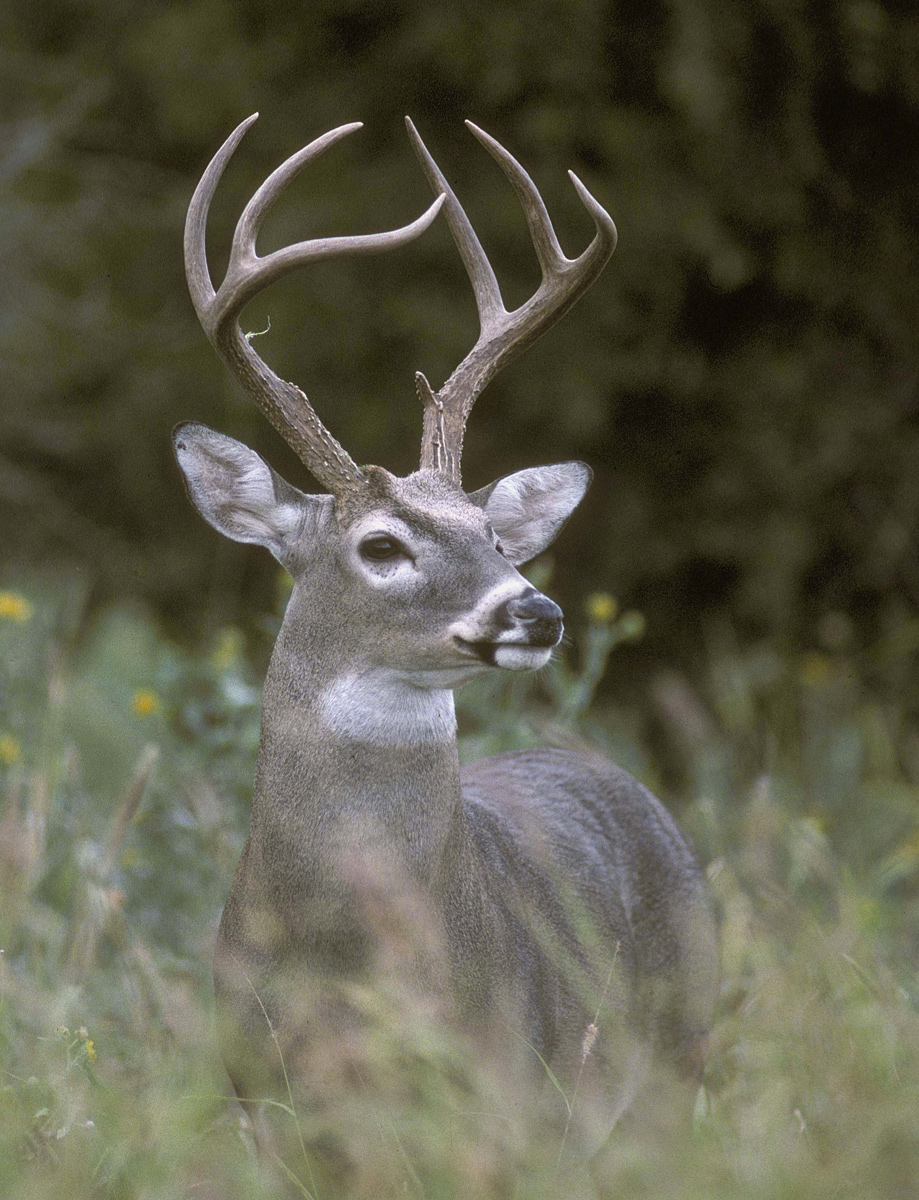 Texas white-tail w/ Repost
