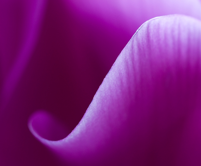 Cyclamen Petal