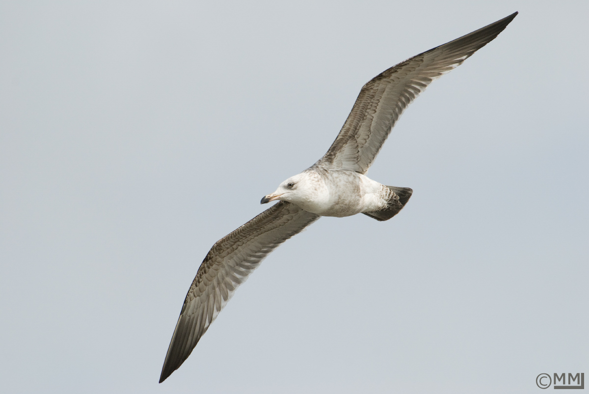 A Gull