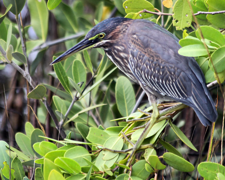 Green Heron Found