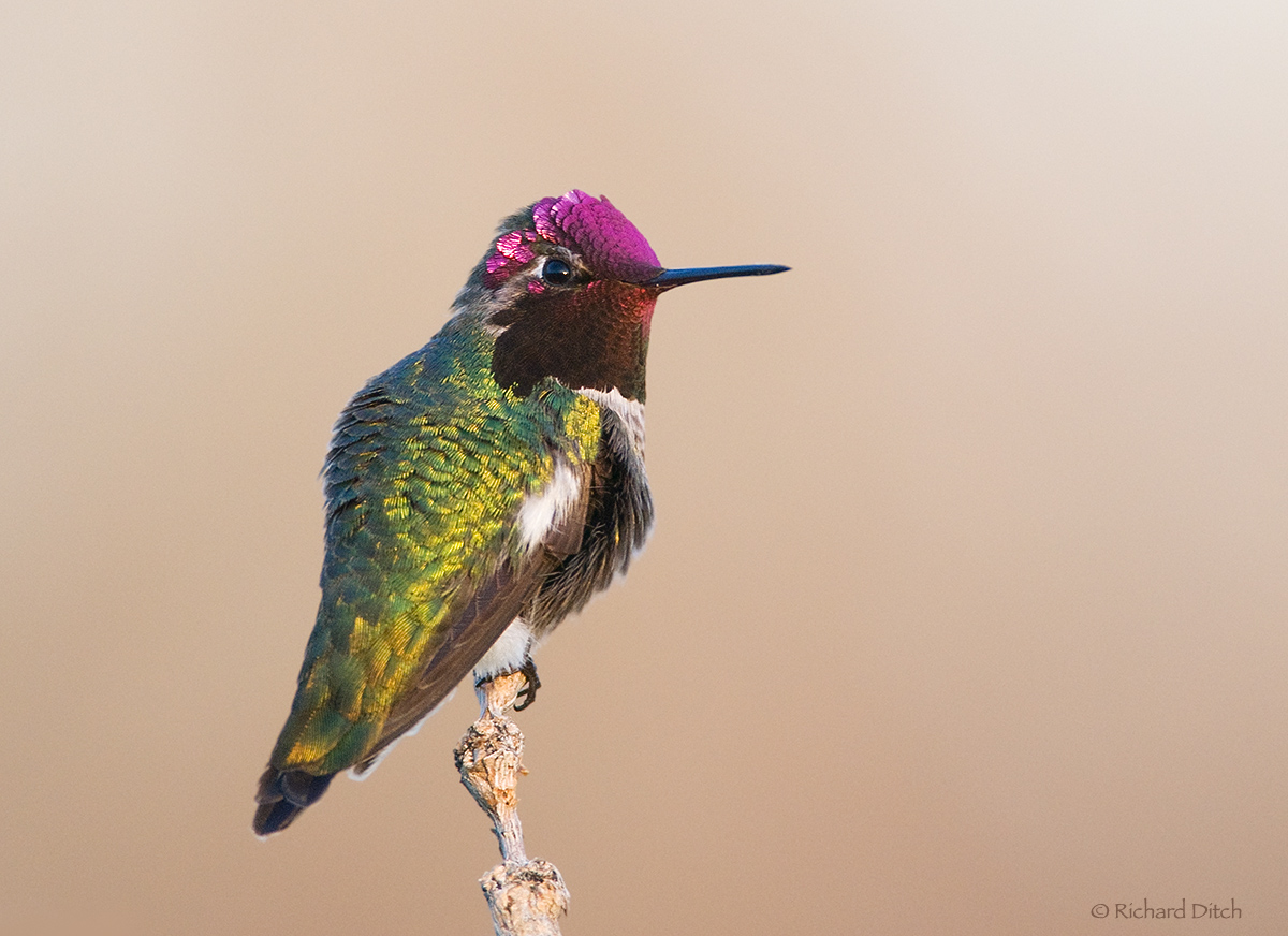 Anna's Hummingbird