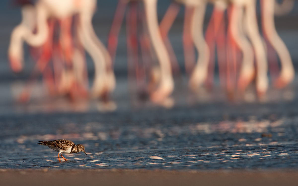 Turnstone and Flamingo