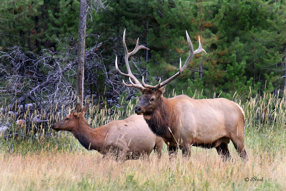 Courting