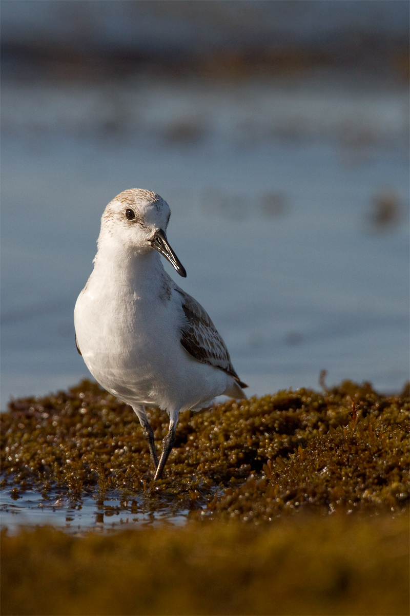 Sanderling