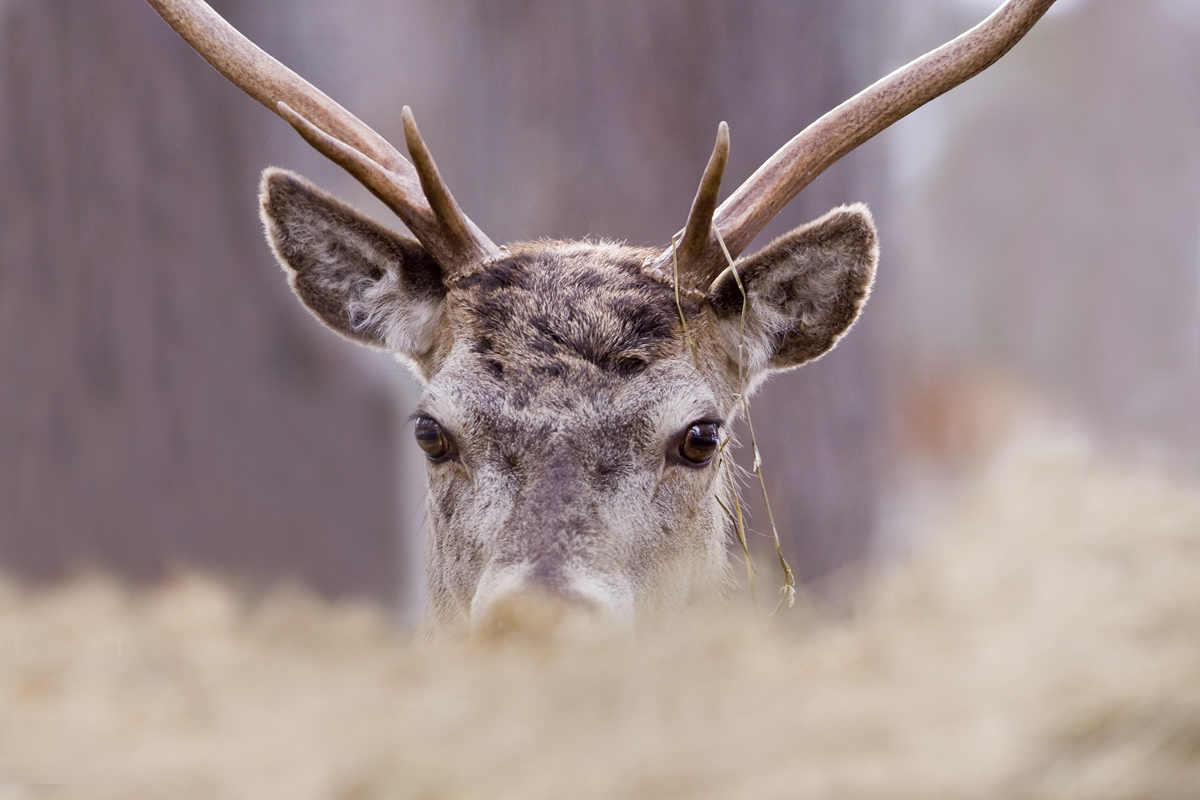 Red Deer stag