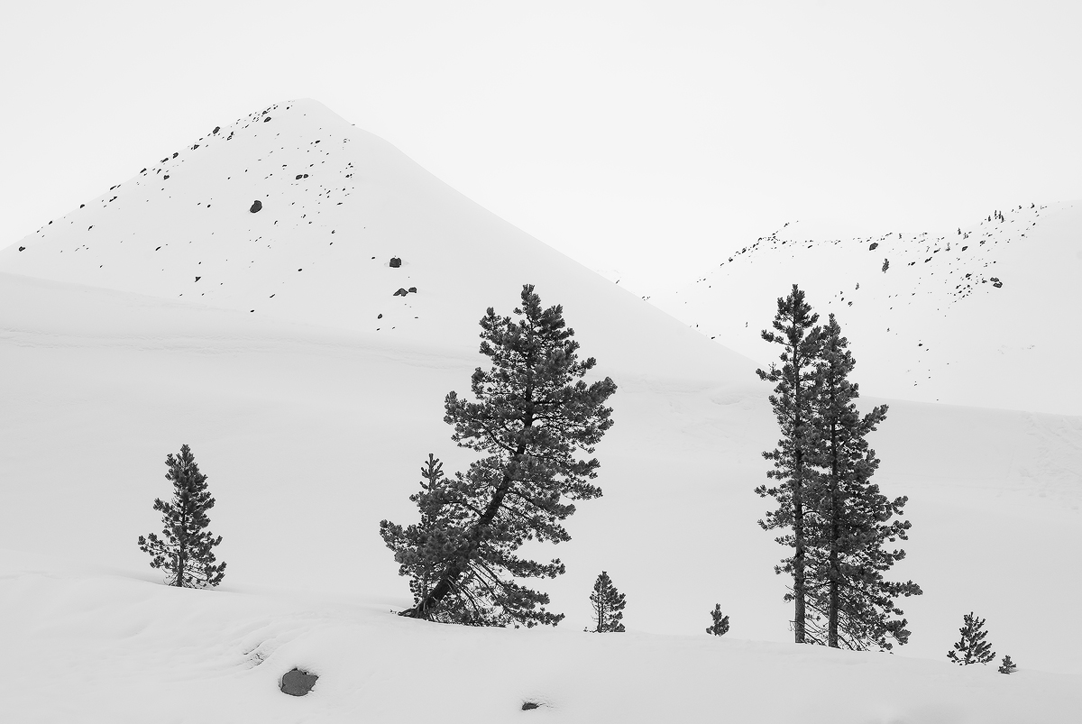 One Leaning Tree