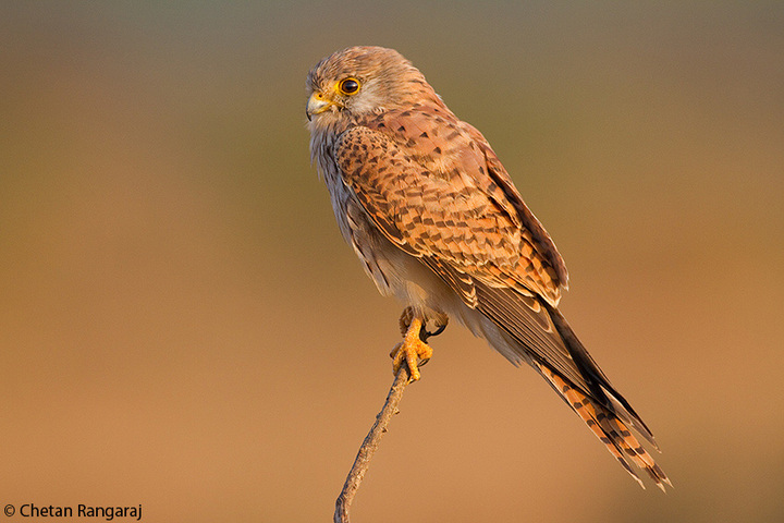 Common Kestrel