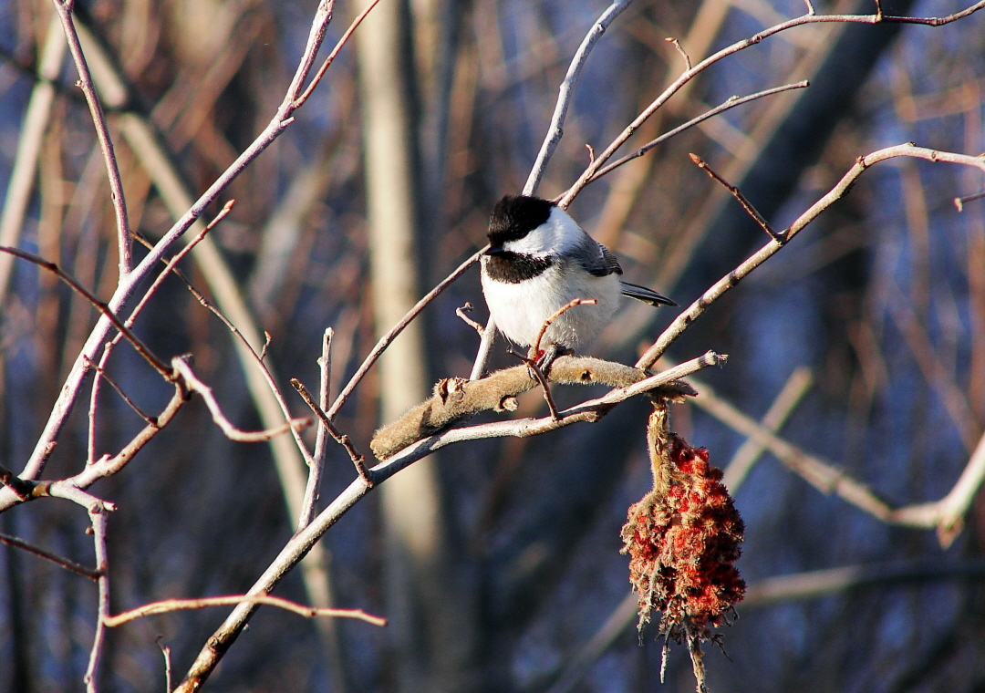 Black-Capped Chickadee