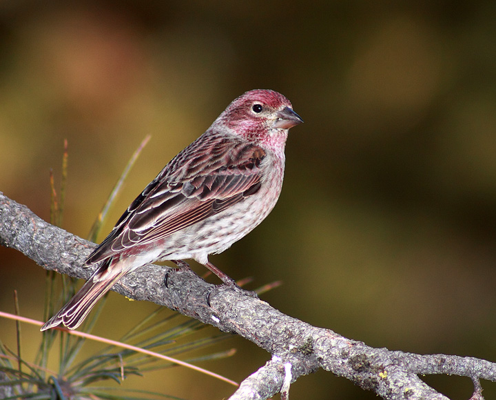 House Finch