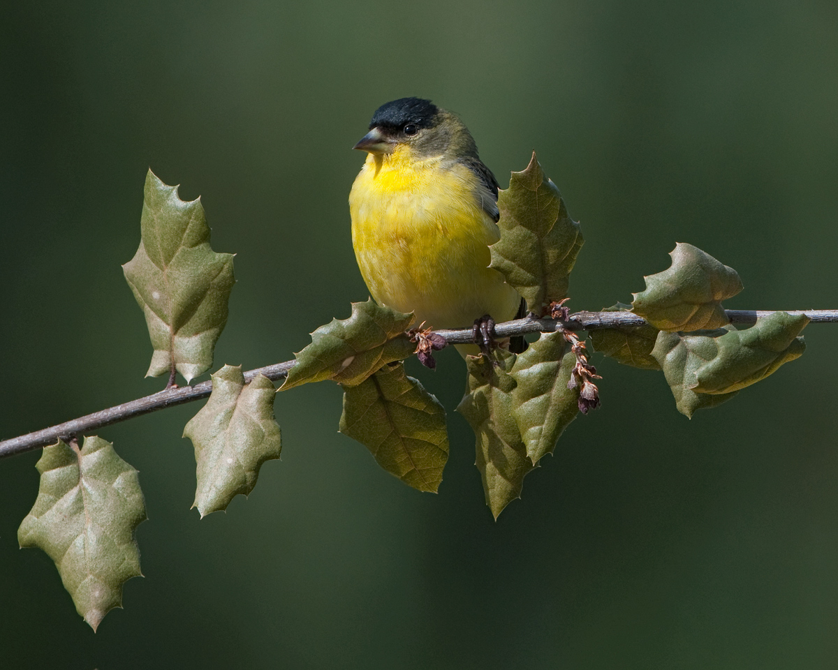 Lesser Goldfinch