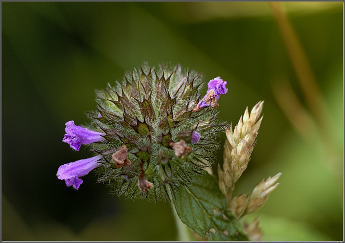 Joyful wild basil