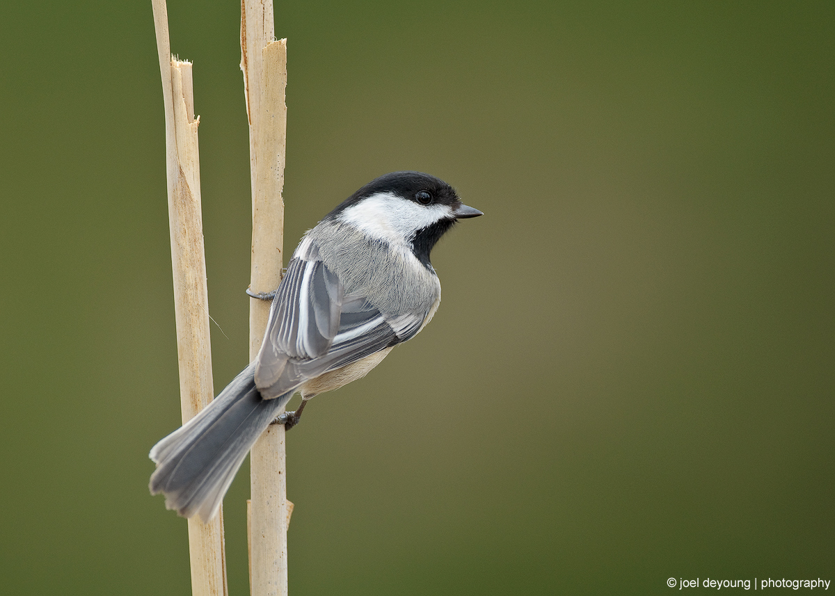 Black-capped Chickadee