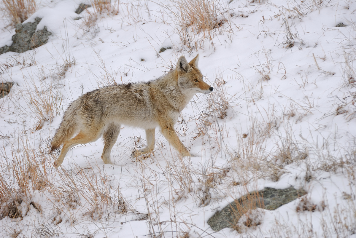 Coyote on the move