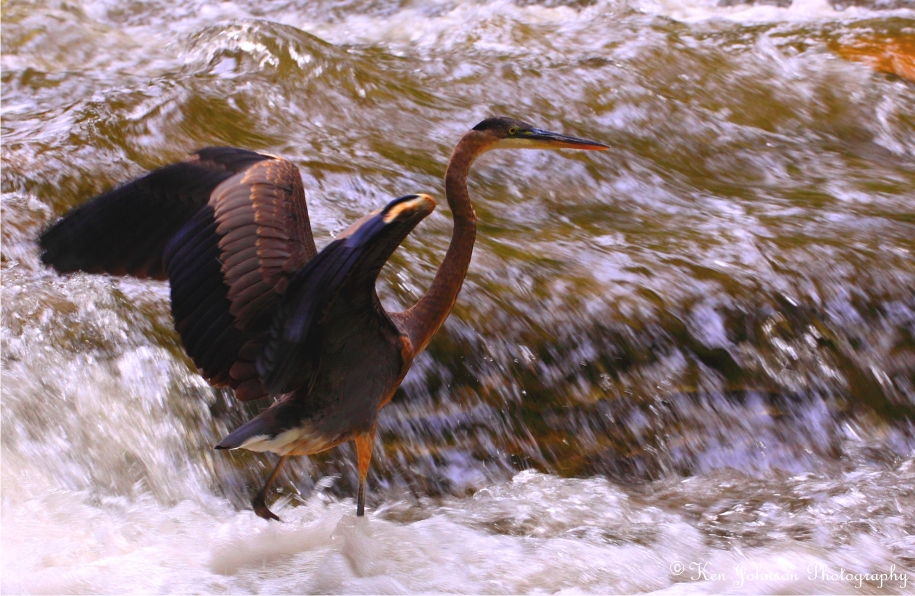 Blue Heron