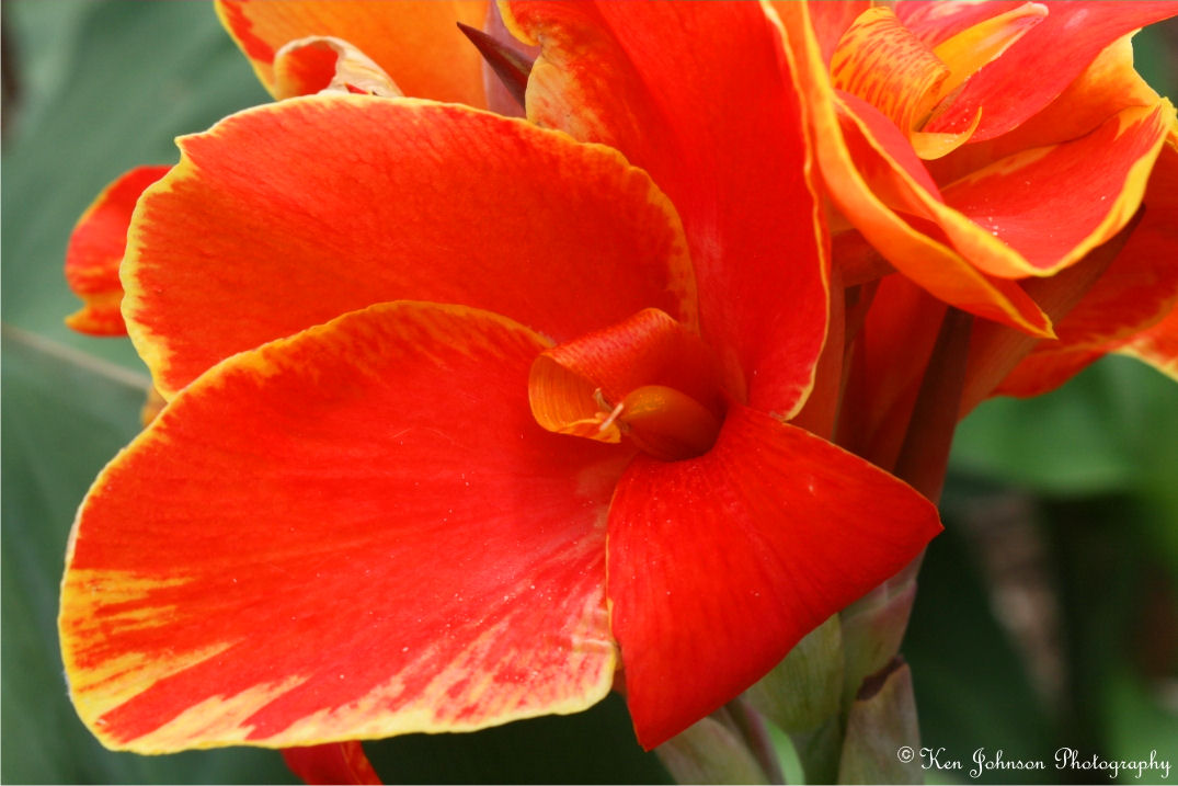 Orange Beauty