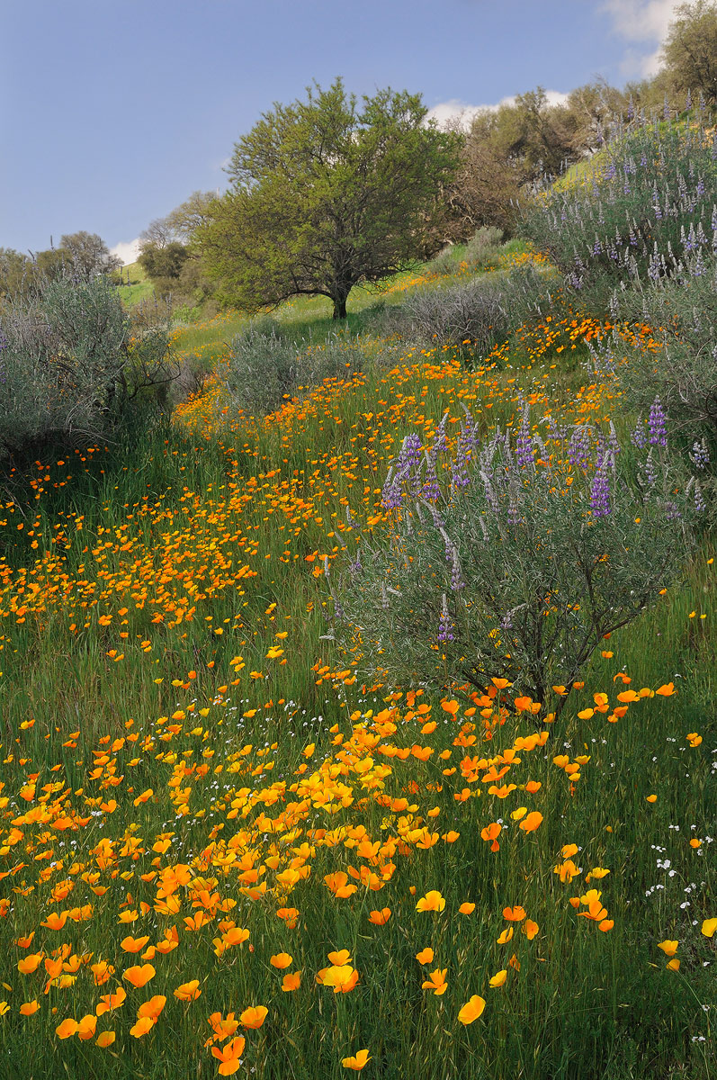 Spring Blooms