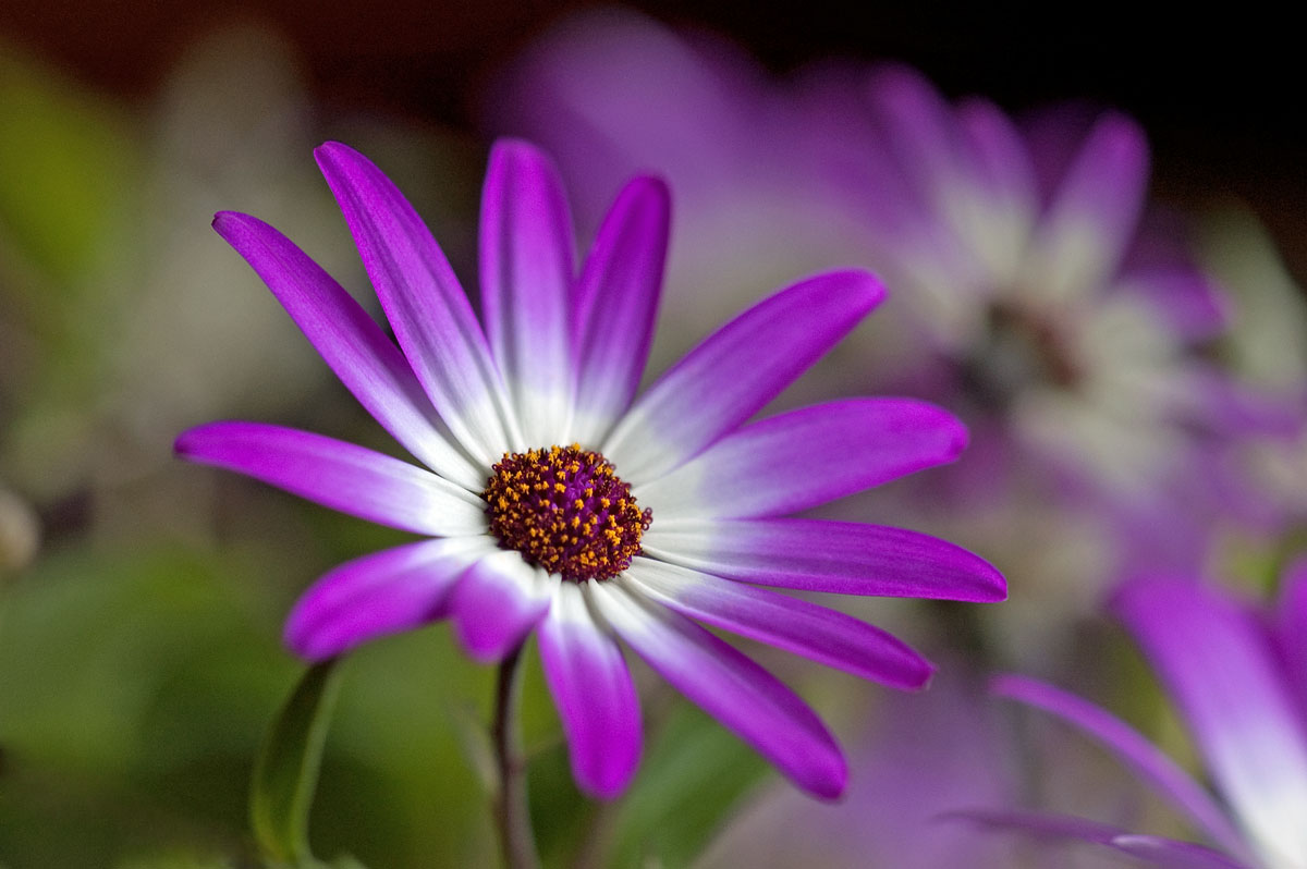 Senetti Pericallis