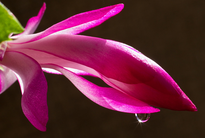 Christmas Cactus 2