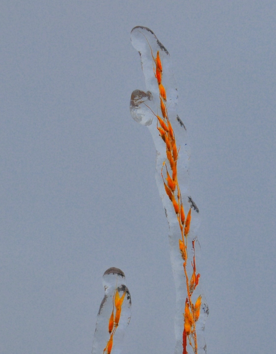 Bluestem Ice